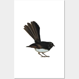 Australian Willie Wagtail illustration, Willy Wag Tail artwork, cute little bird, backyard bird art Posters and Art